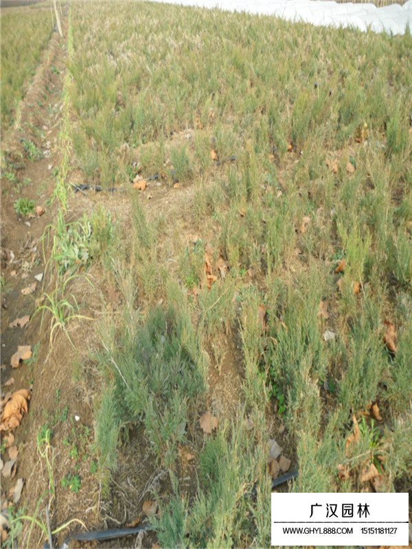 沙地柏的養(yǎng)植方法(圖2)