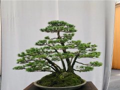 那須五葉松盆景