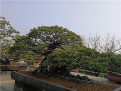 日本五葉松盆景