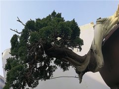 山采系魚川真柏盆景