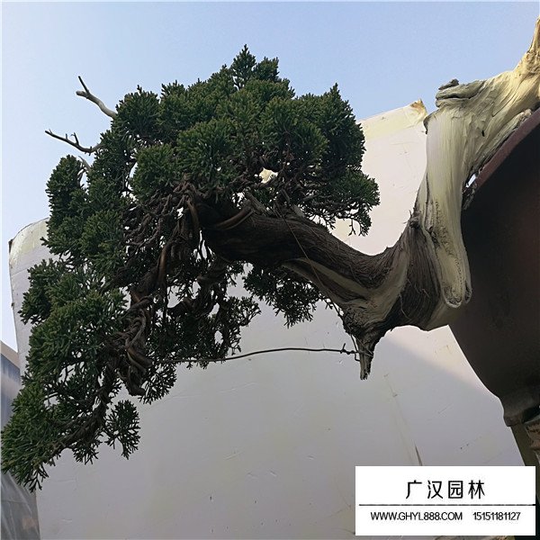 山采系魚川真柏盆景