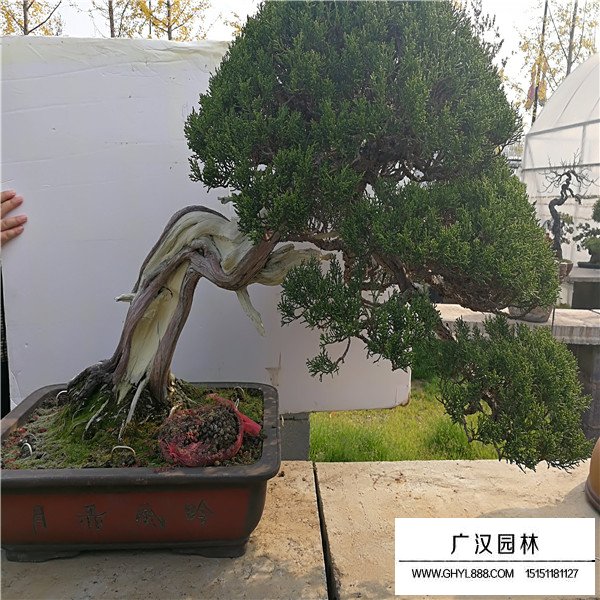 山采系魚川真柏盆景