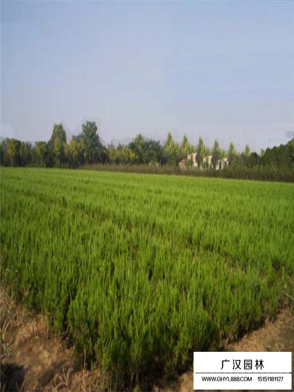 龍柏的整形修剪管理(圖3)