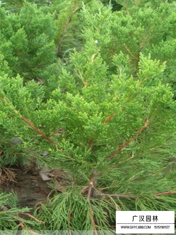 龍柏的田間管理(圖3)