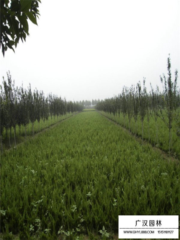 龍柏的田間管理(圖4)