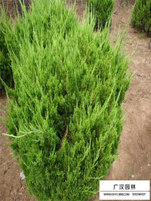 龍柏的種植方法(圖1)