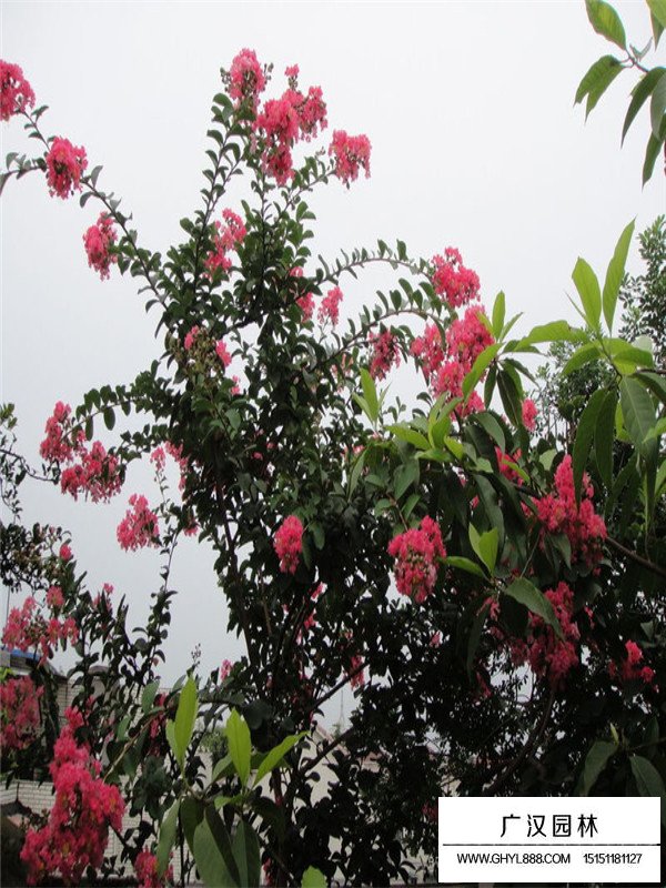 紫薇樹的常見品種(圖1)