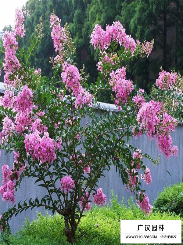 紫薇樹的常見品種(圖3)