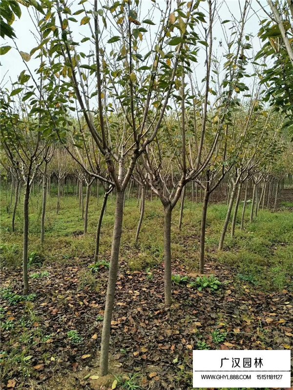 櫻花品種介紹(圖4)