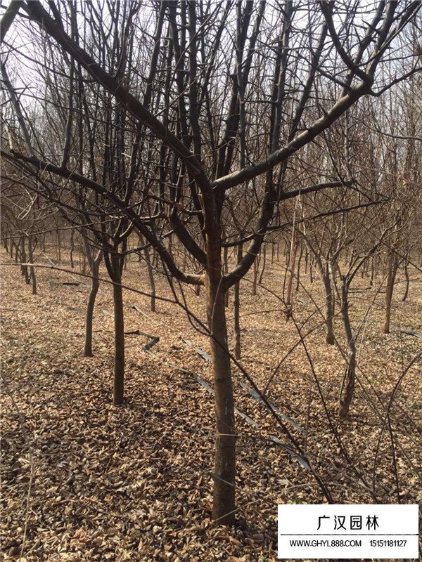 垂絲海棠哪里多(圖3)