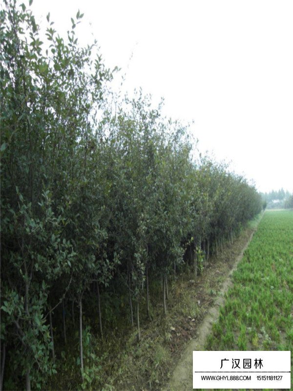 垂絲海棠哪里多(圖4)