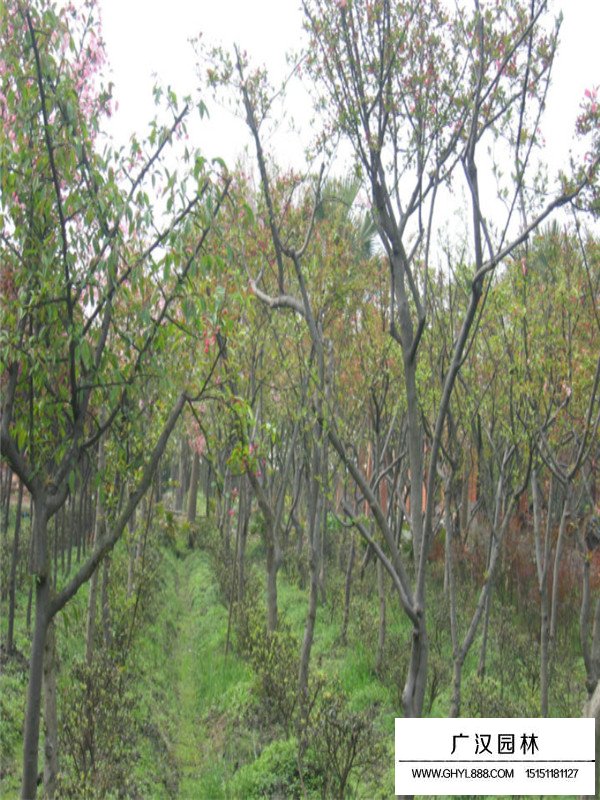 垂絲海棠分布在哪里(圖3)