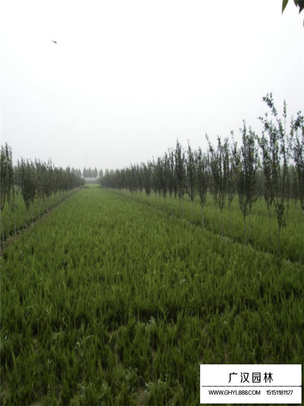 龍柏的形態(tài)(圖2)