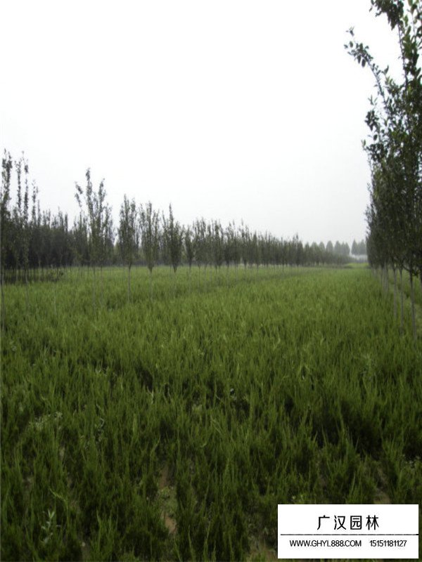 龍柏的形態(tài)(圖3)