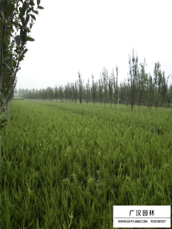 龍柏的形態(tài)(圖4)