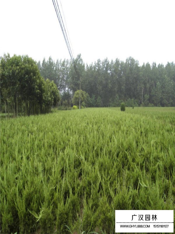 龍柏，真柏，地柏三者區(qū)別(圖3)