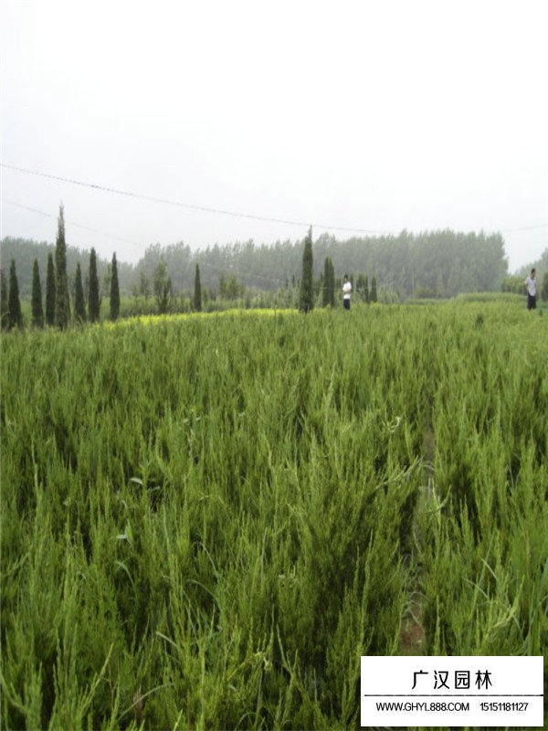 龍柏與真柏與地柏的區(qū)分(圖1)