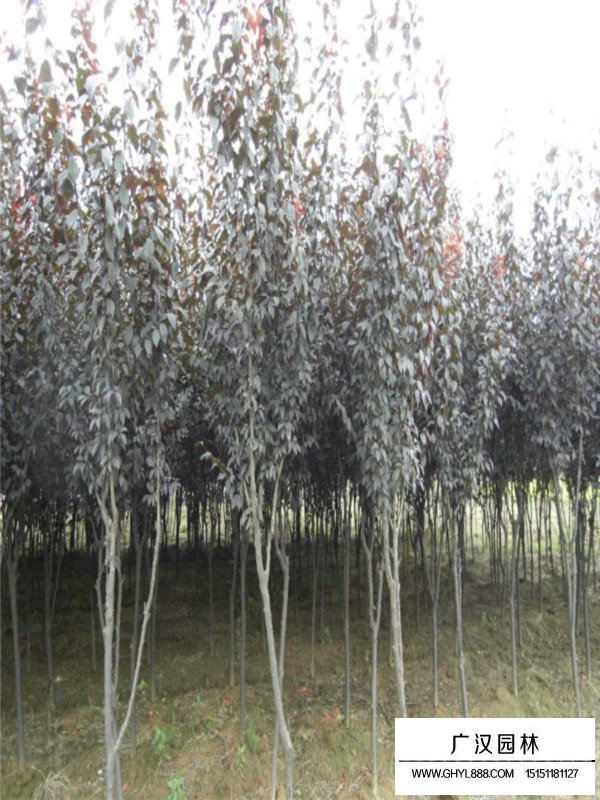 怎么種植紫葉李(圖1)