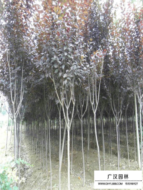 怎么種植紫葉李(圖2)