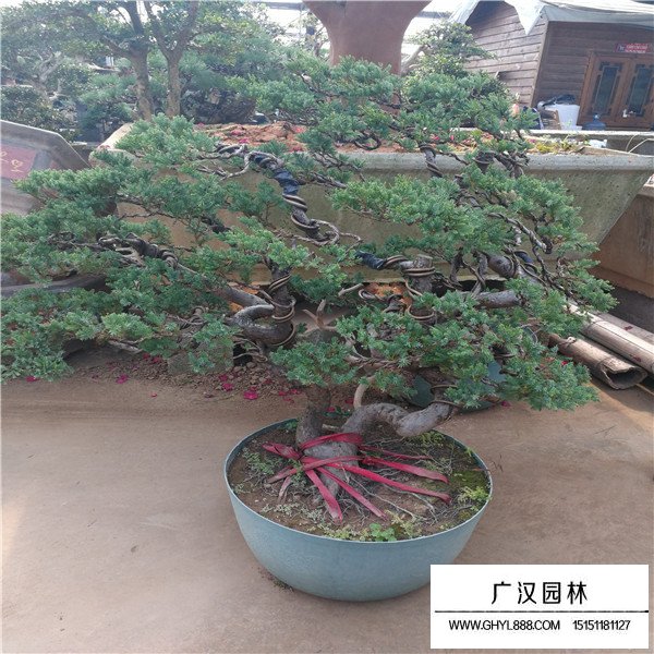 臺(tái)灣真柏盆景(圖1)