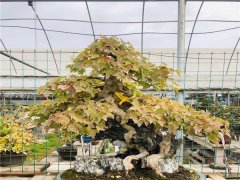 唐楓盆景