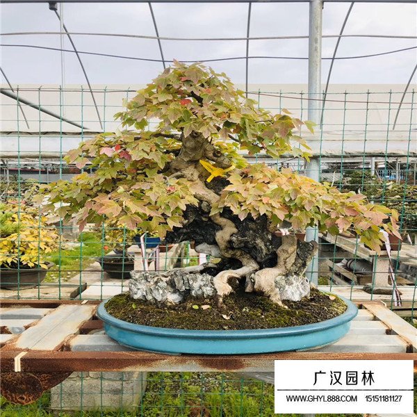 唐楓盆景