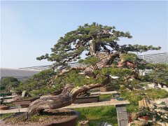 系魚川真柏盆景