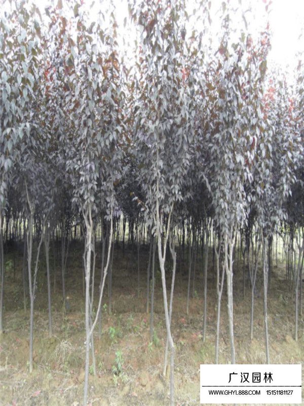 紫葉李的田間種植方法(圖2)