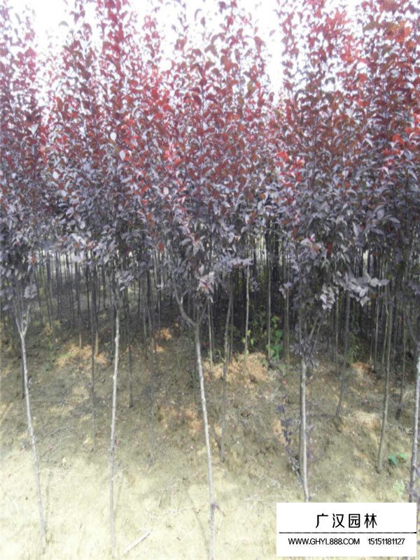 紫葉李的田間種植方法(圖3)