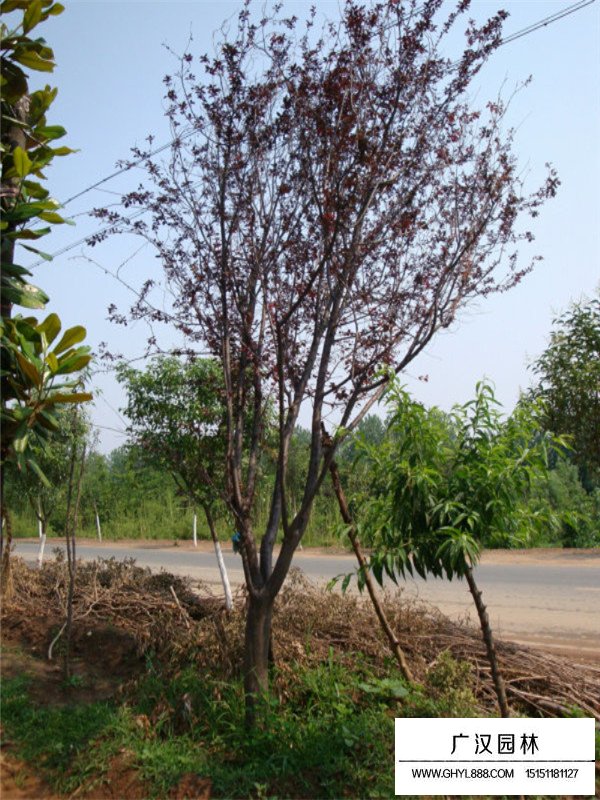 紫葉李的田間種植方法(圖4)