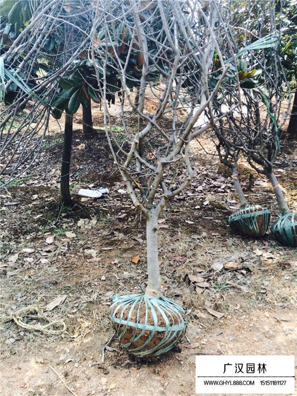 2019年垂絲海棠的市場行情(圖2)