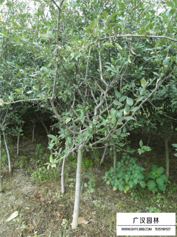 垂絲海棠的市場行情(圖2)