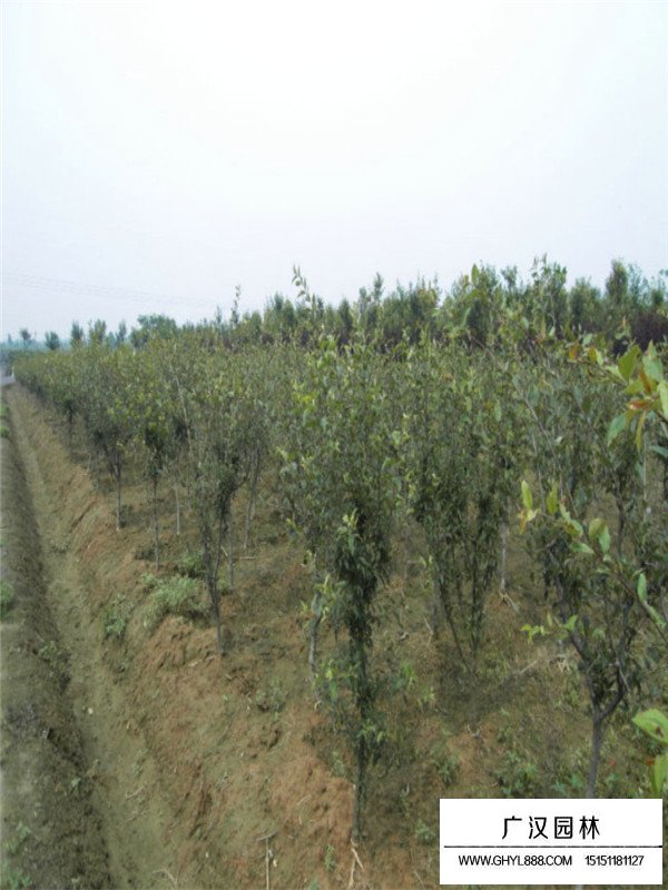 垂絲海棠的市場行情(圖3)