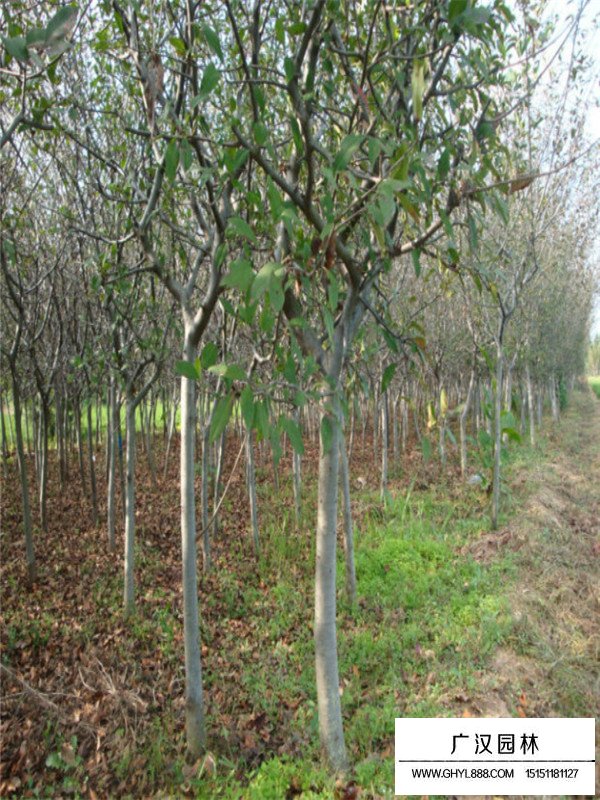 垂絲海棠的市場行情(圖4)