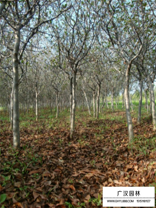 垂絲海棠的病蟲害(圖4)