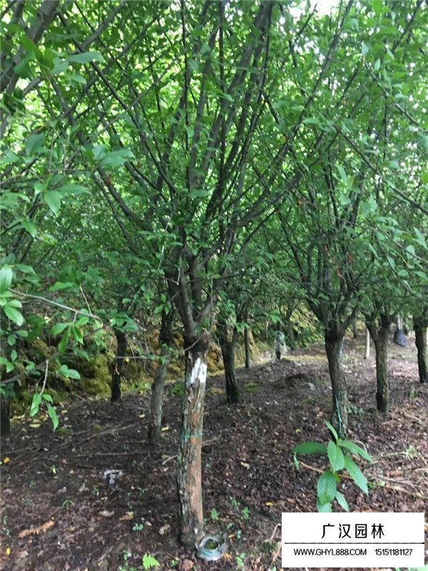 垂絲海棠盆景的制作方法(圖4)