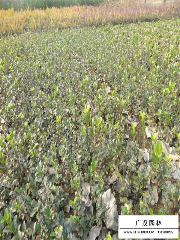 扶芳藤和小葉扶芳藤有什么不同(圖1)