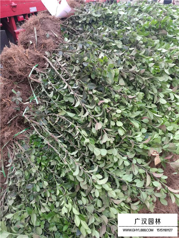 扶芳藤和小葉扶芳藤有什么不同(圖2)