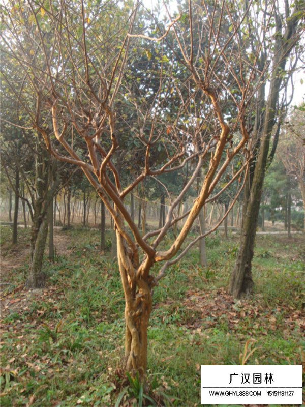 紫薇樹市場行情(圖5)