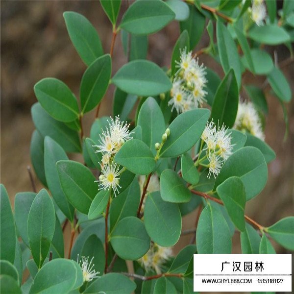 赤楠種子價(jià)格貴嗎(圖2)