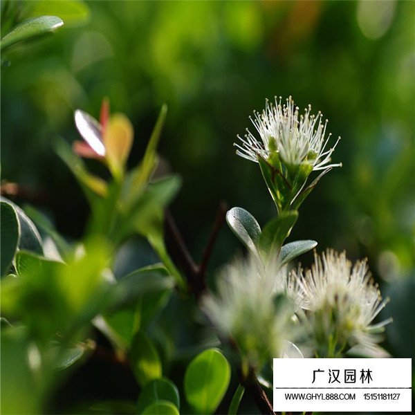 赤楠種子價(jià)格貴嗎(圖3)