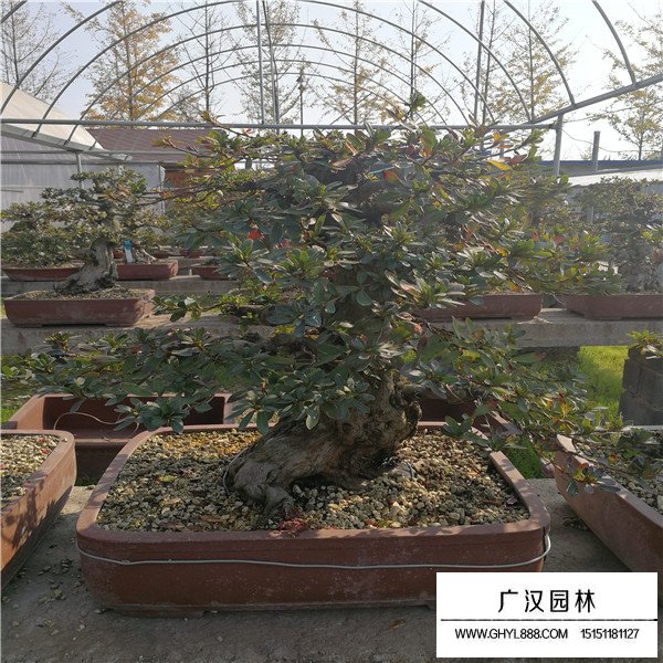 好月杜鵑種子的價格是多少(圖4)