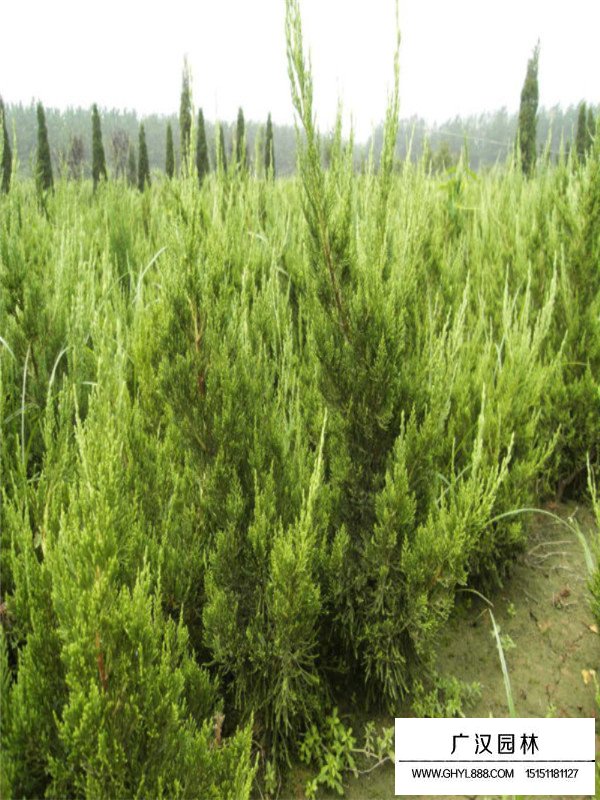 龍柏的作用價值(圖2)