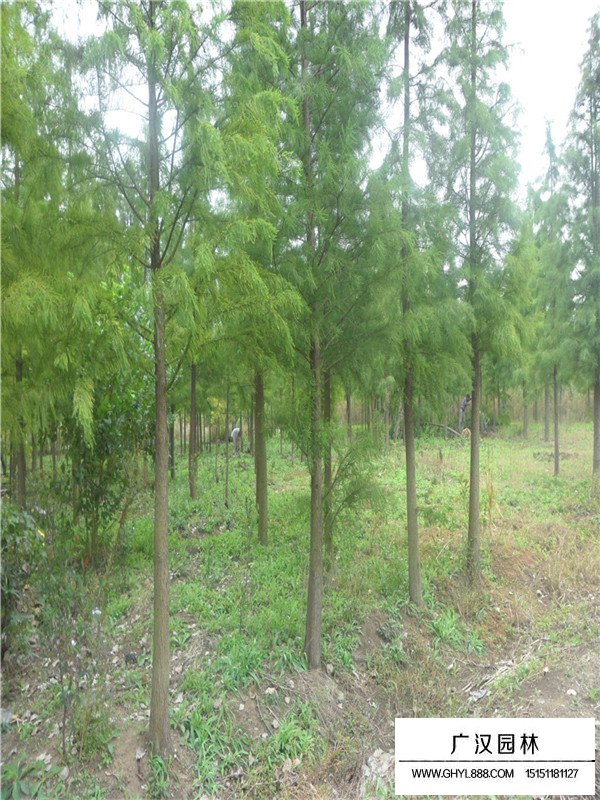 2019落羽杉價(jià)格(圖2)