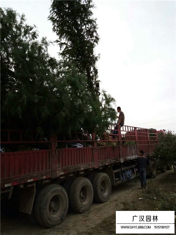 落羽杉的有關信息(圖1)