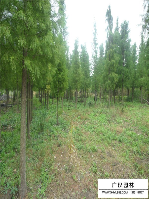 落羽杉的相關(guān)信息(圖3)