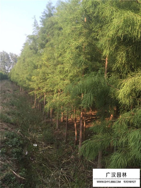 落羽杉培育及管理(圖2)