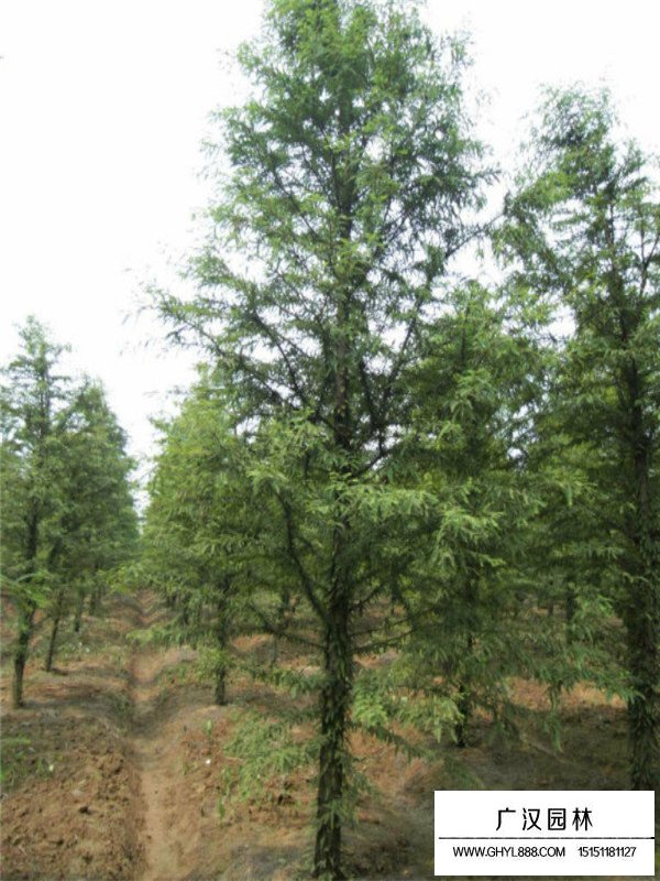 落羽杉和水杉的區(qū)別(圖3)