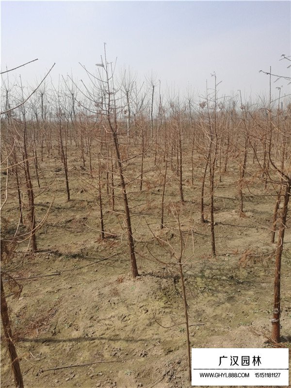 落羽杉和水杉有什么不同(圖1)