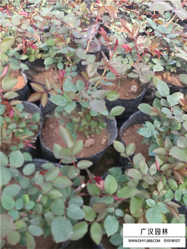 落羽杉哪里最多(圖3)